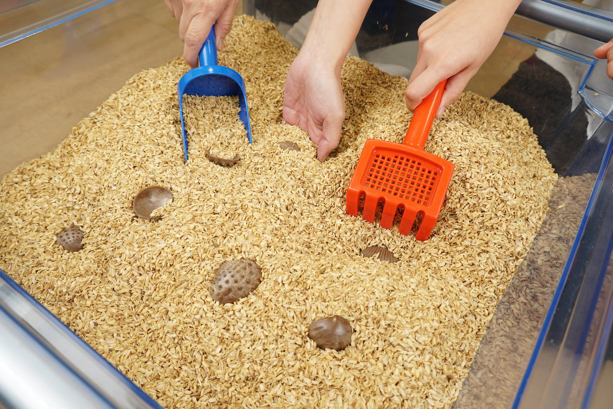 Green-n-Learn® Sensory Shells Activity Set
